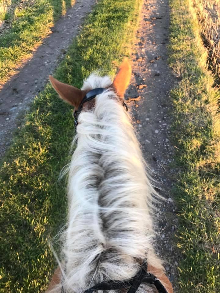 Anden særlig race Phillip (Fibse) billede 18