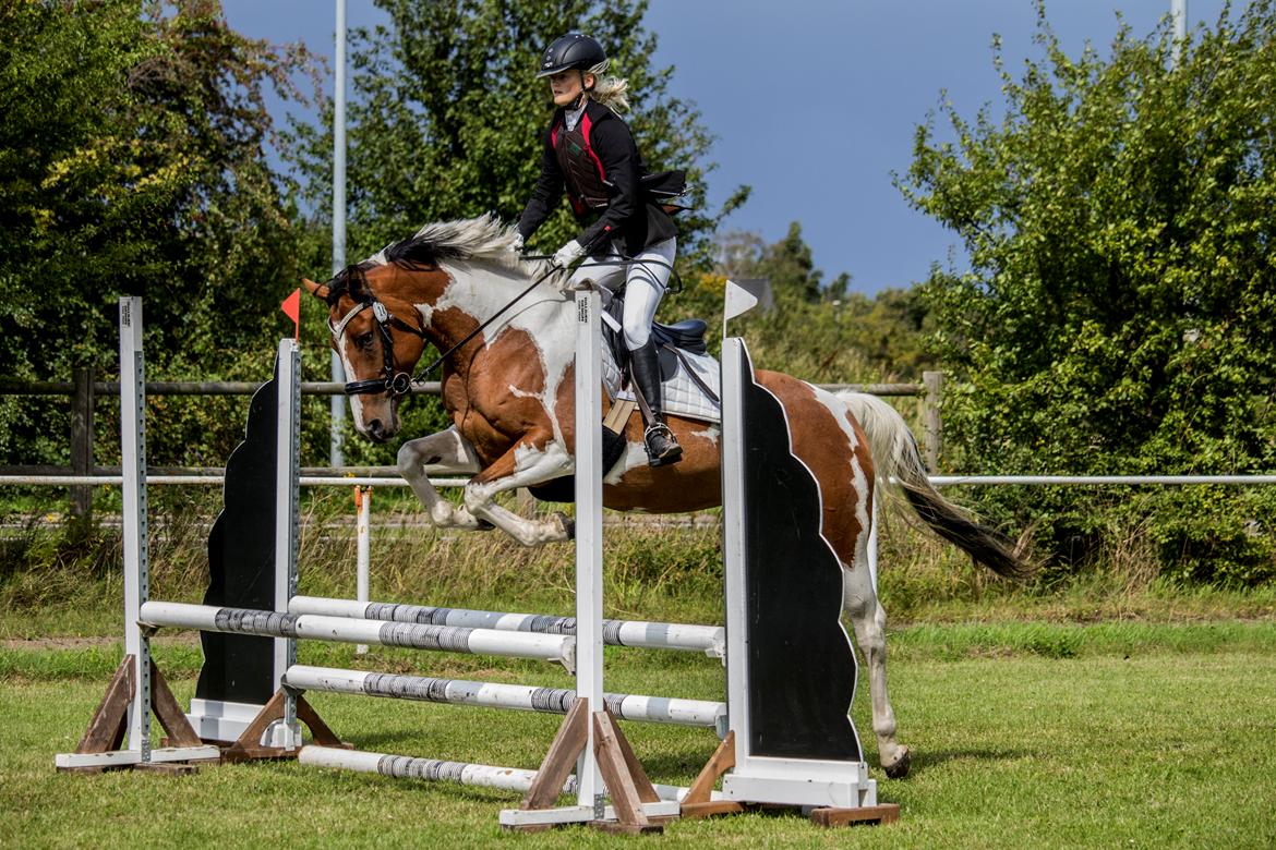 Anden særlig race Cutter's Cool Chelsey billede 1