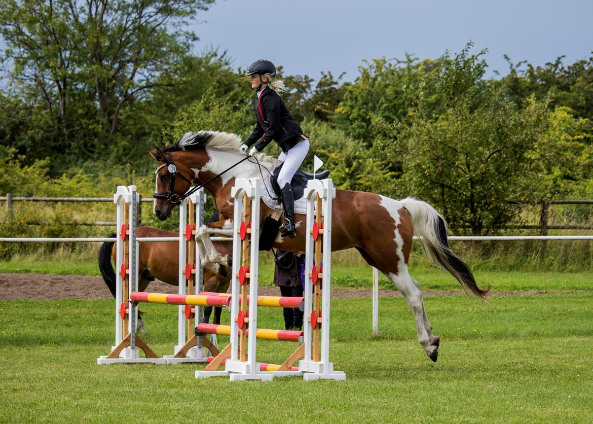 Anden særlig race Cutter's Cool Chelsey billede 2