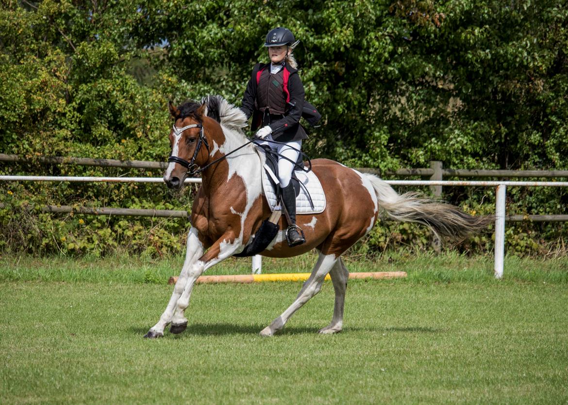 Anden særlig race Cutter's Cool Chelsey billede 4