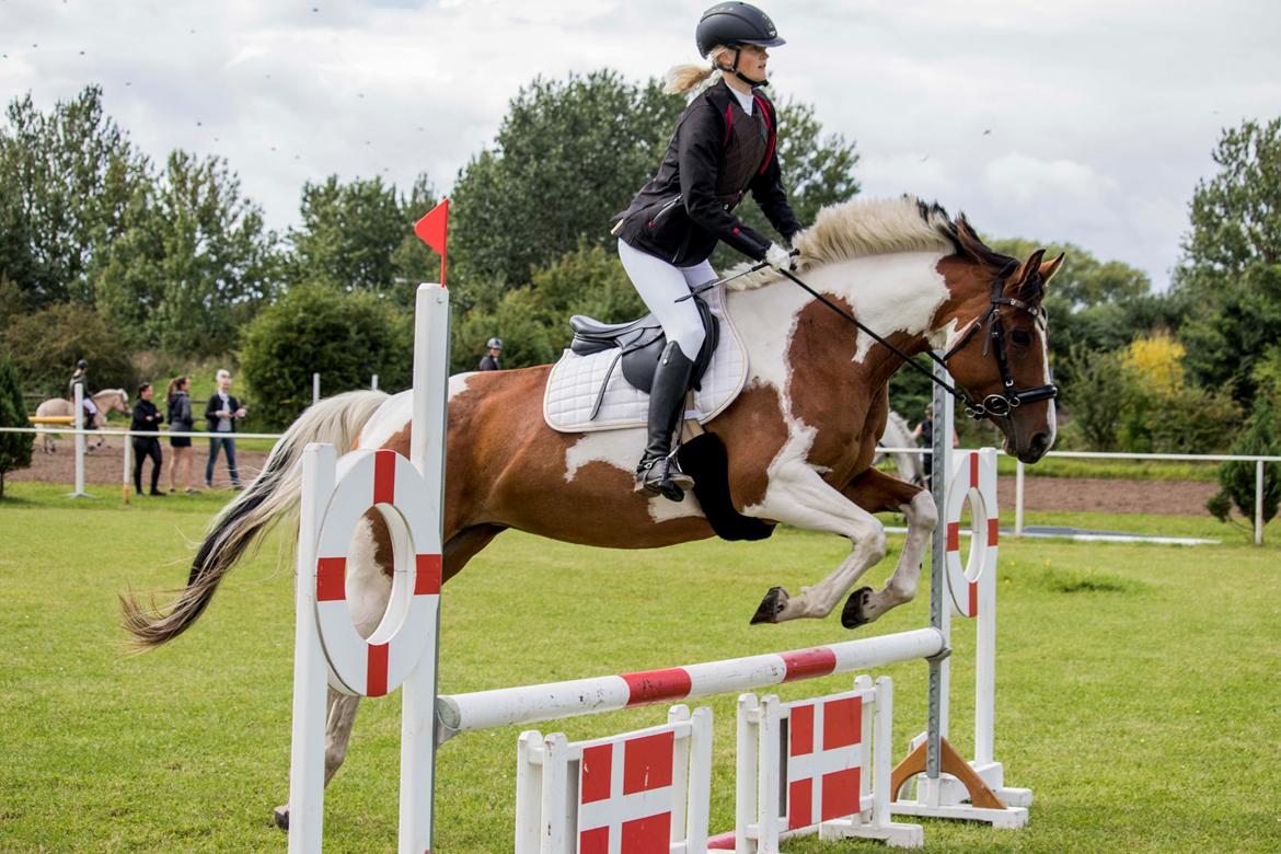 Anden særlig race Cutter's Cool Chelsey billede 5