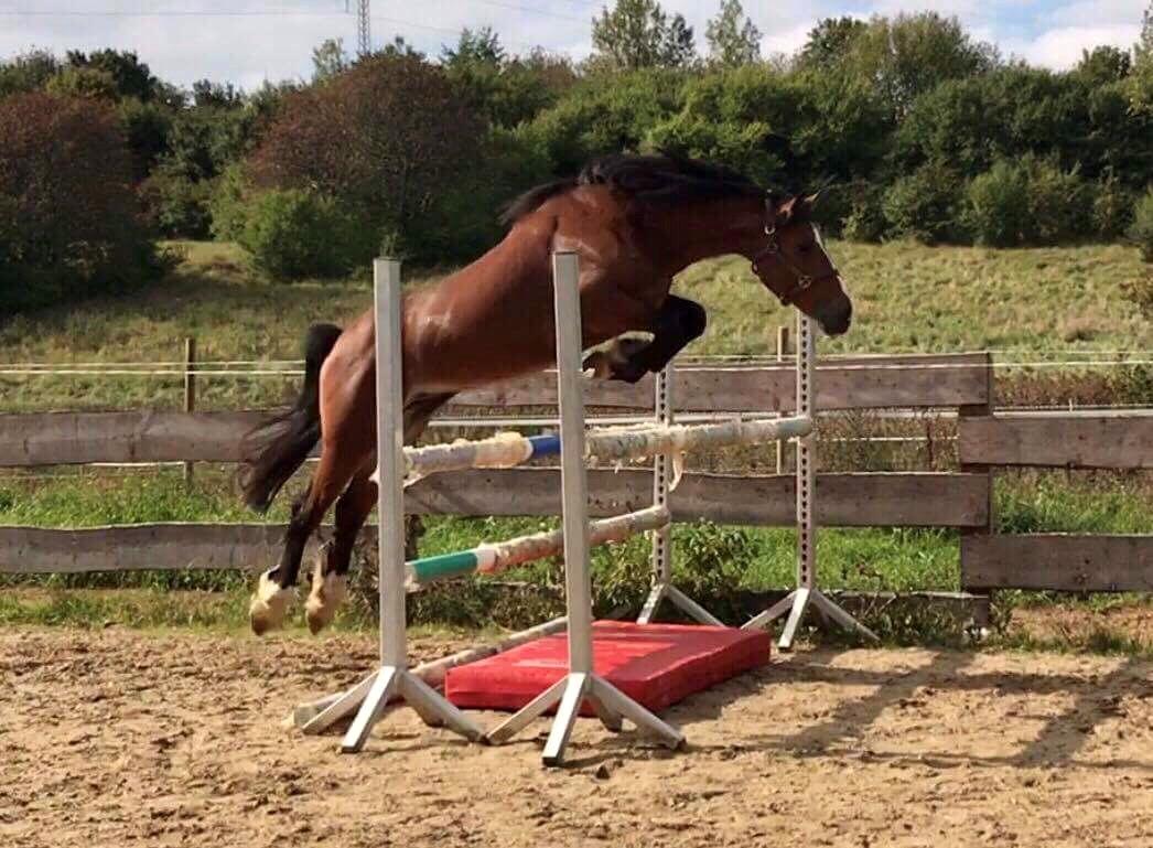 Welsh Cob (sec D) Danaway Sparc * avlshingst * billede 18