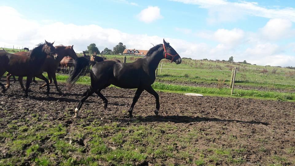 Dansk Varmblod Lammehavens ben-hur billede 3