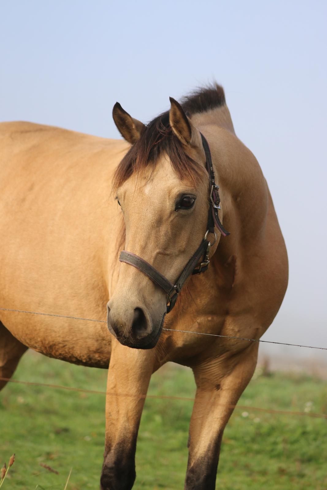 Welsh Partbred (Sec F) Aastrupgaards nyx billede 2