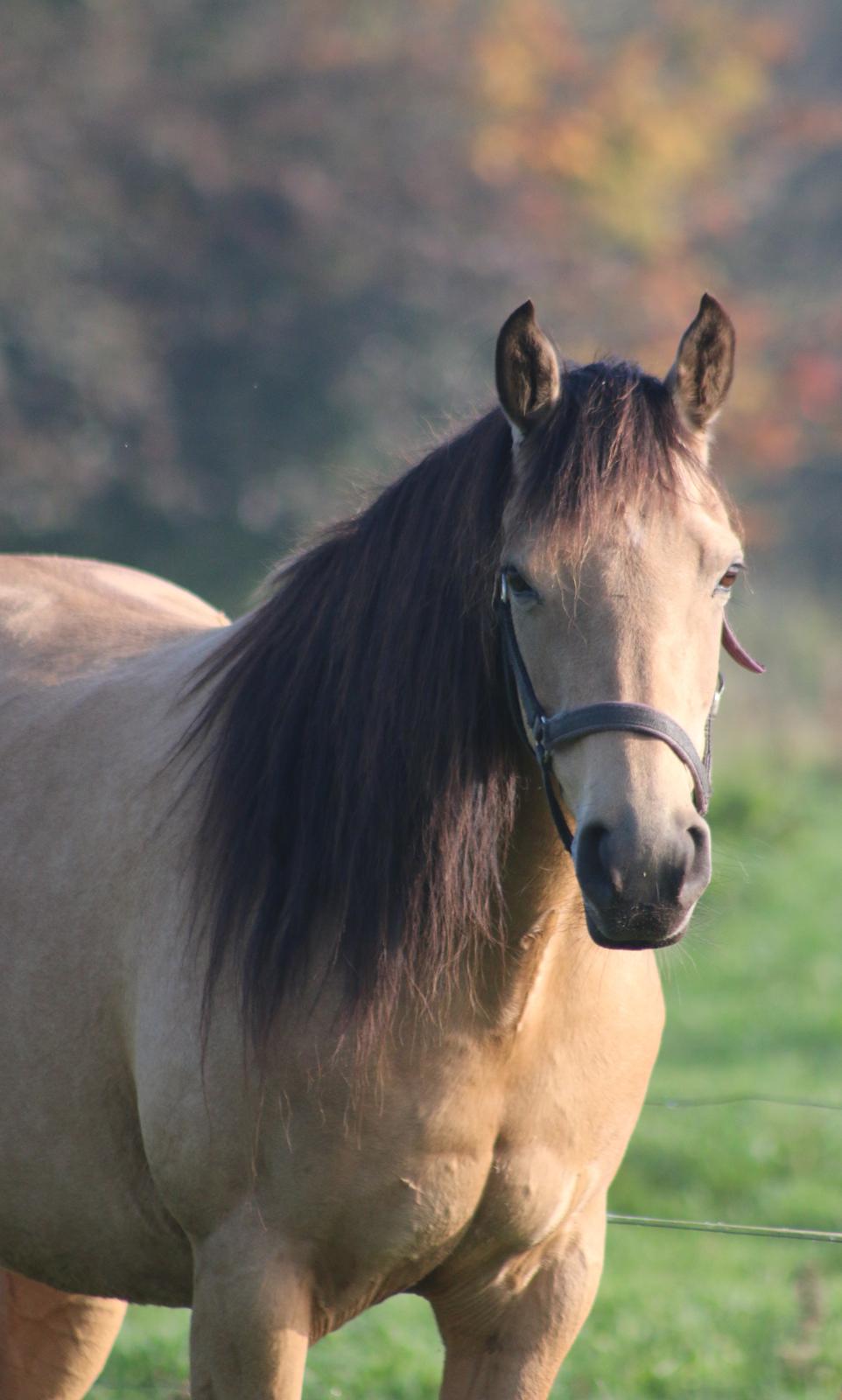 Welsh Partbred (Sec F) Aastrupgaards nyx billede 49