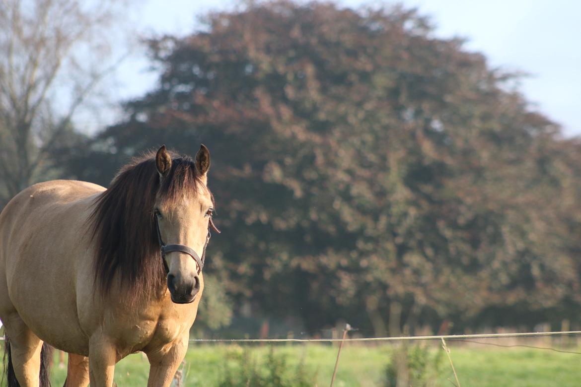 Welsh Partbred (Sec F) Aastrupgaards nyx billede 1