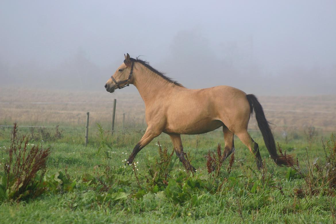 Welsh Partbred (Sec F) Aastrupgaards nyx billede 50