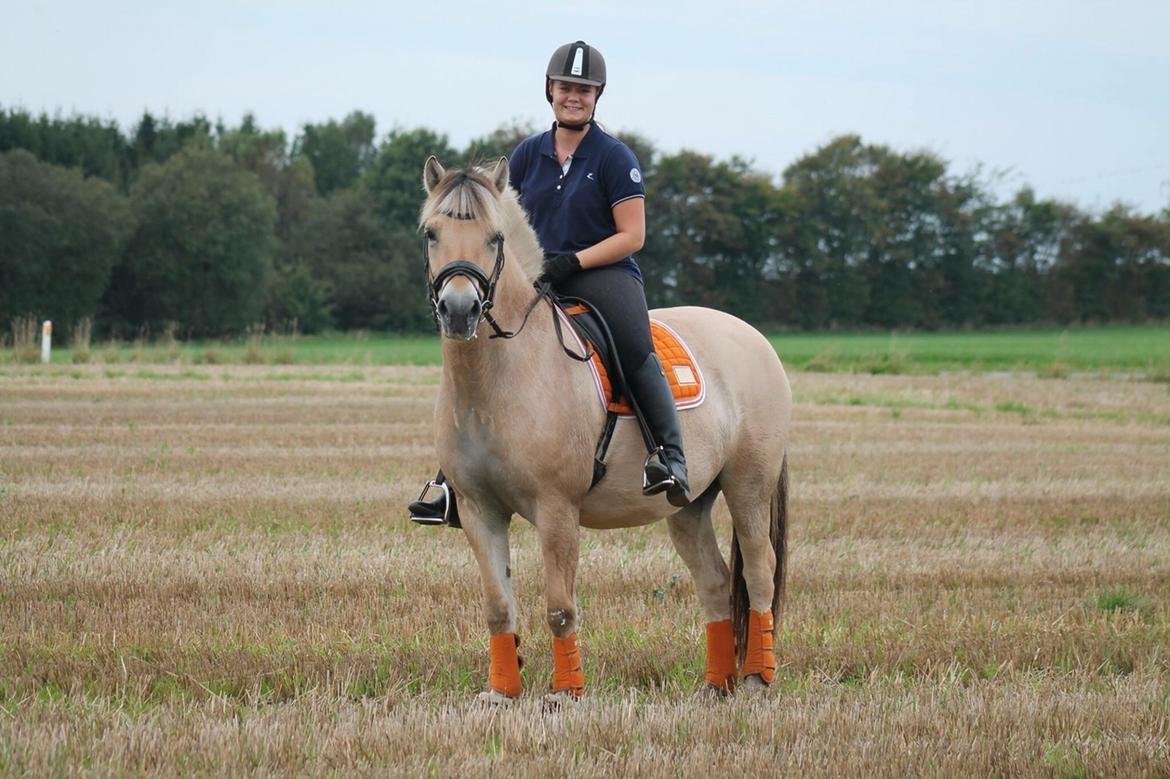 Fjordhest Åmosegaard's darling billede 10