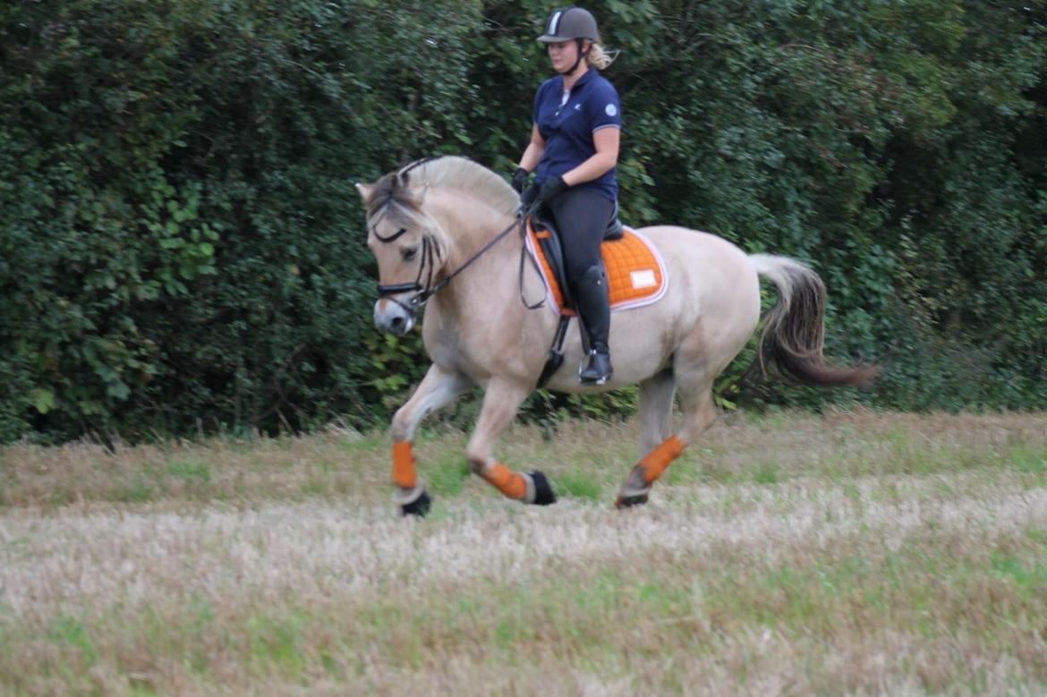 Fjordhest Åmosegaard's darling billede 12