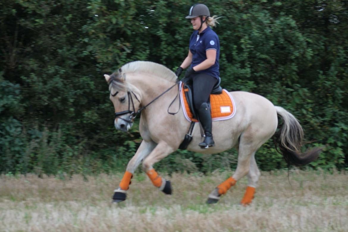 Fjordhest Åmosegaard's darling billede 11