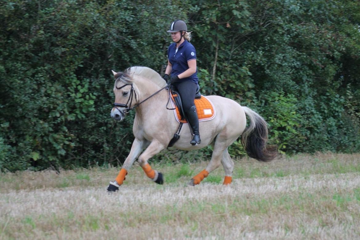 Fjordhest Åmosegaard's darling billede 13