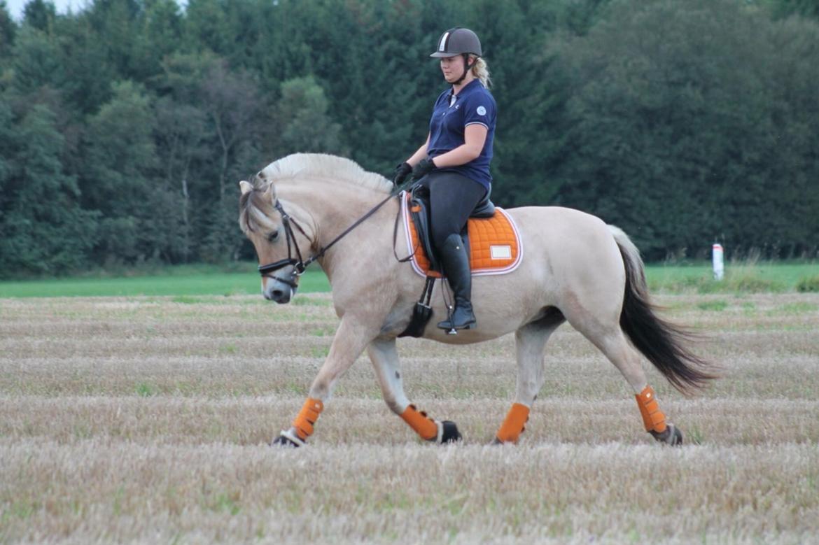 Fjordhest Åmosegaard's darling billede 14