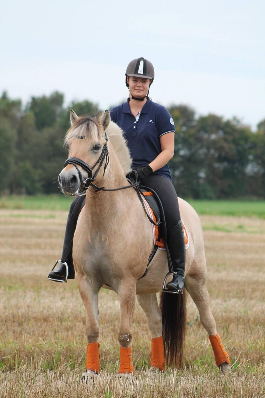 Fjordhest Åmosegaard's darling billede 16