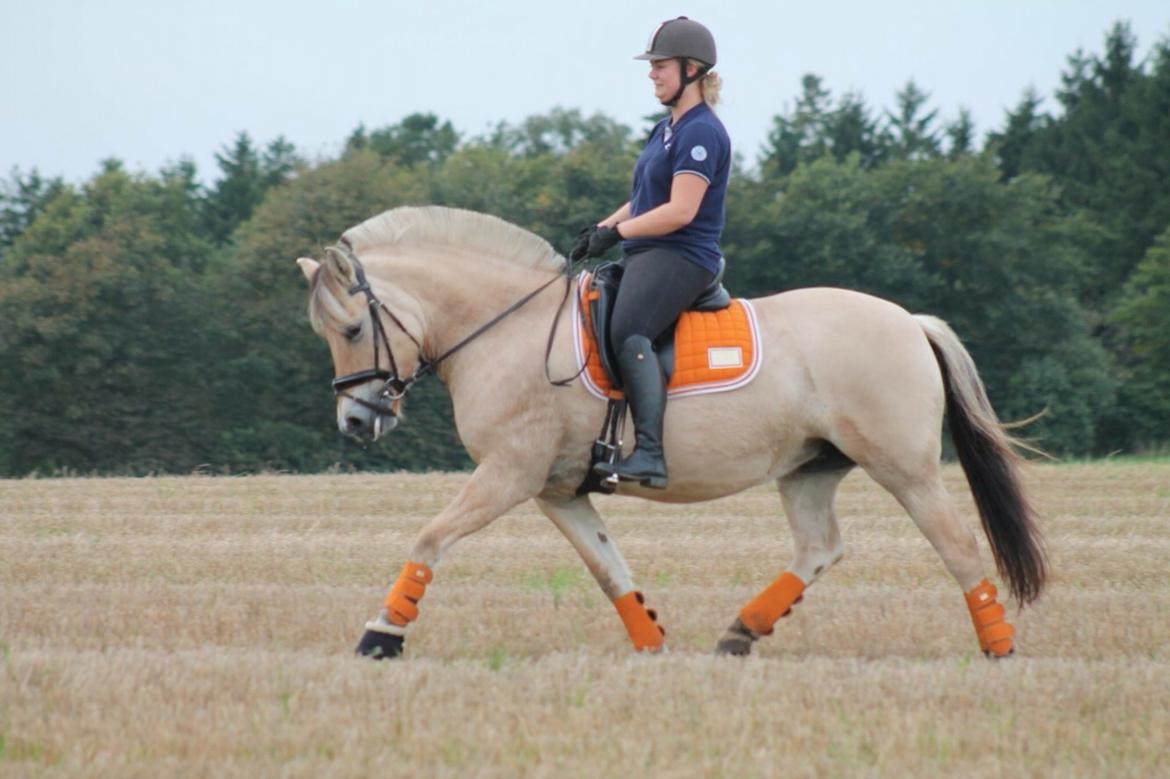 Fjordhest Åmosegaard's darling billede 19