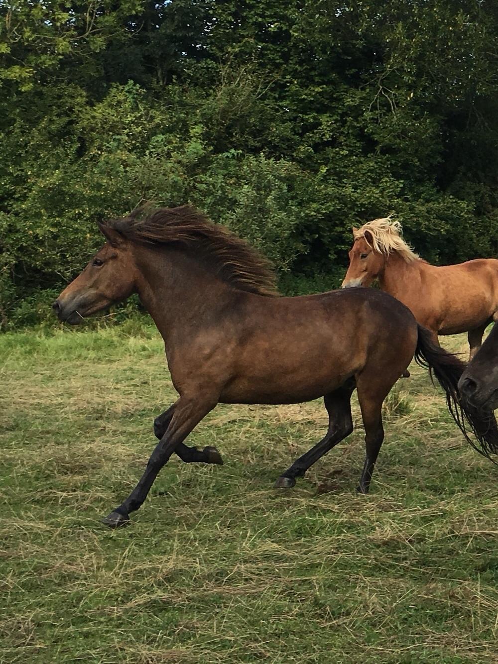 Islænder Fina fra Gyrvelgaard billede 4