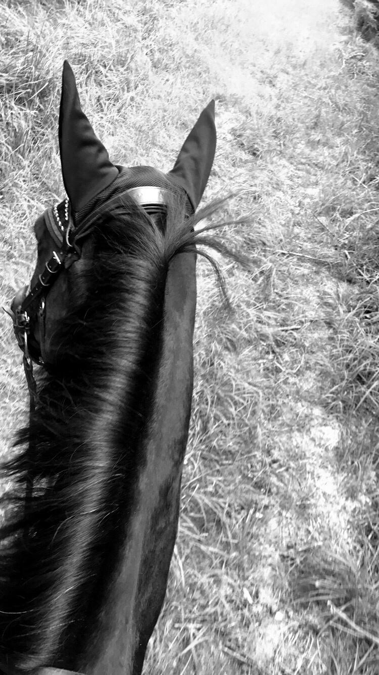 Traver Casiana r.m. billede 3