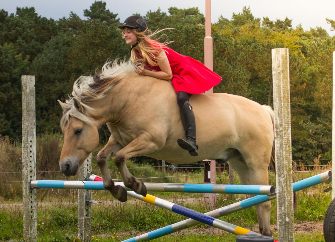Fjordhest Kastanielystens Spunk billede 3