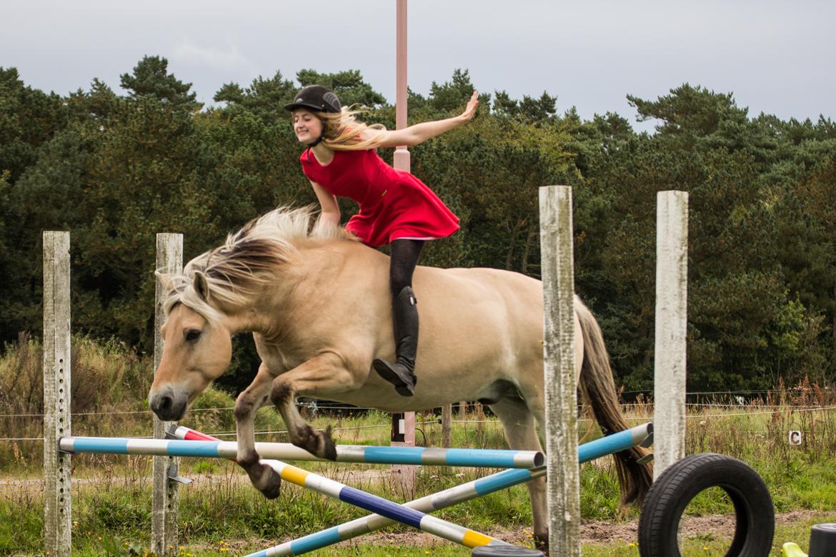 Fjordhest Kastanielystens Spunk billede 5