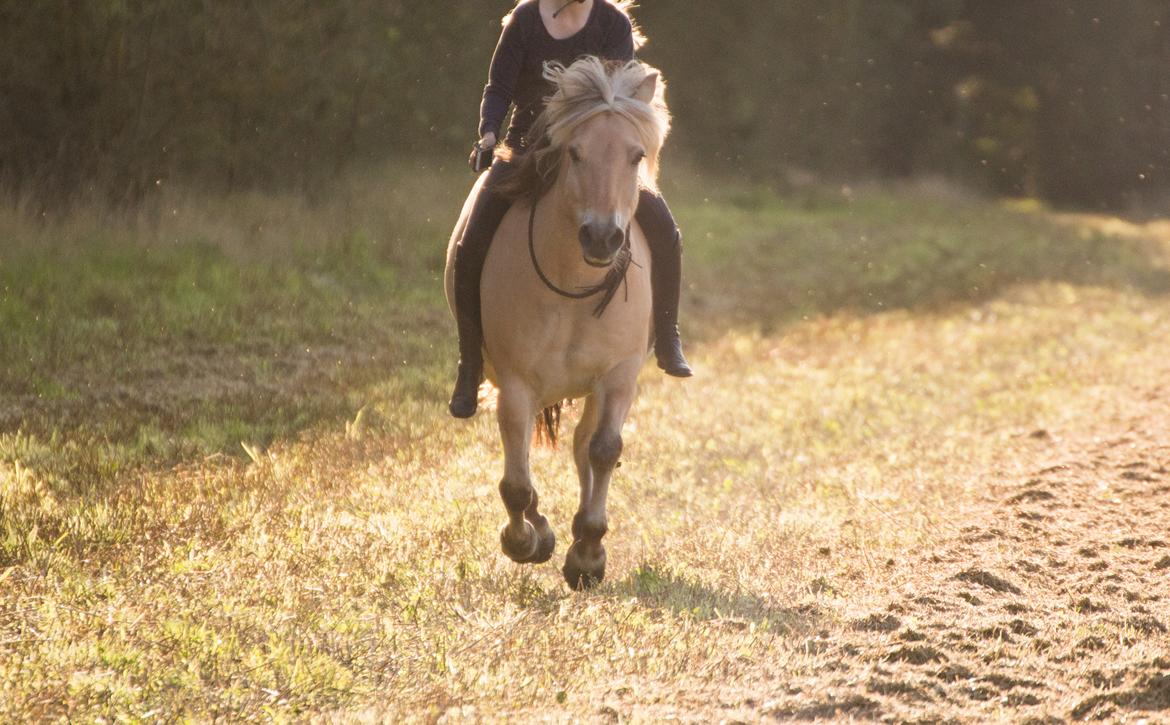 Fjordhest Kastanielystens Spunk billede 1