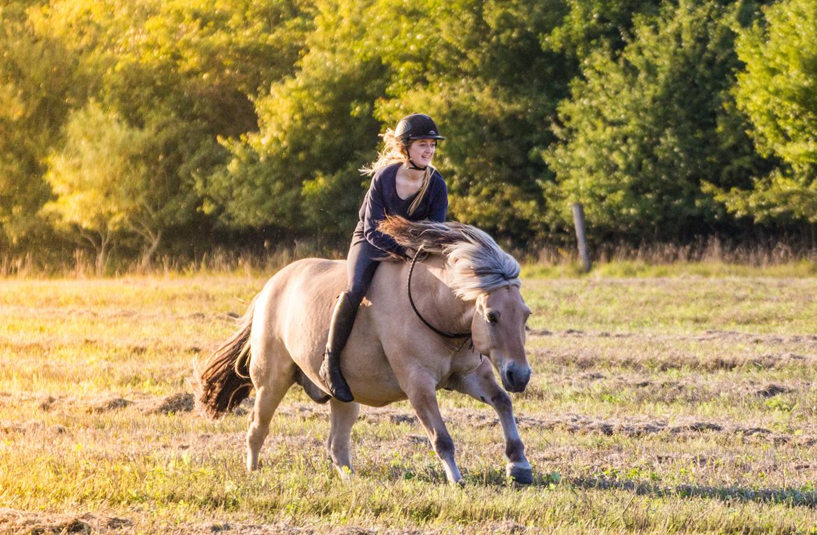 Fjordhest Kastanielystens Spunk billede 2