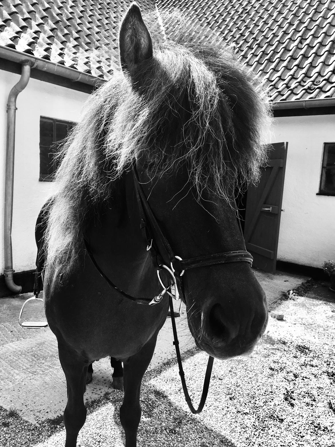 Islænder Katla fra Løvemosegård billede 10