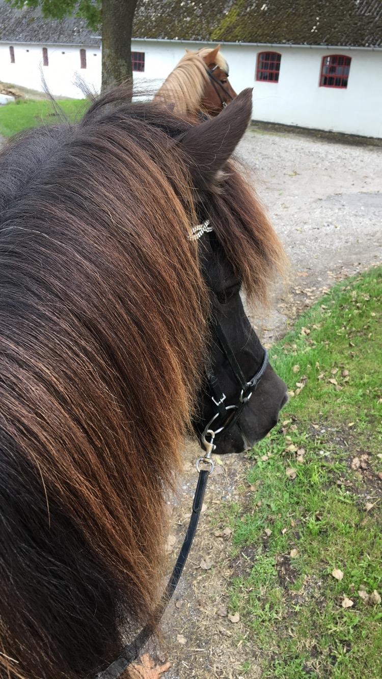 Islænder Katla fra Løvemosegård billede 6