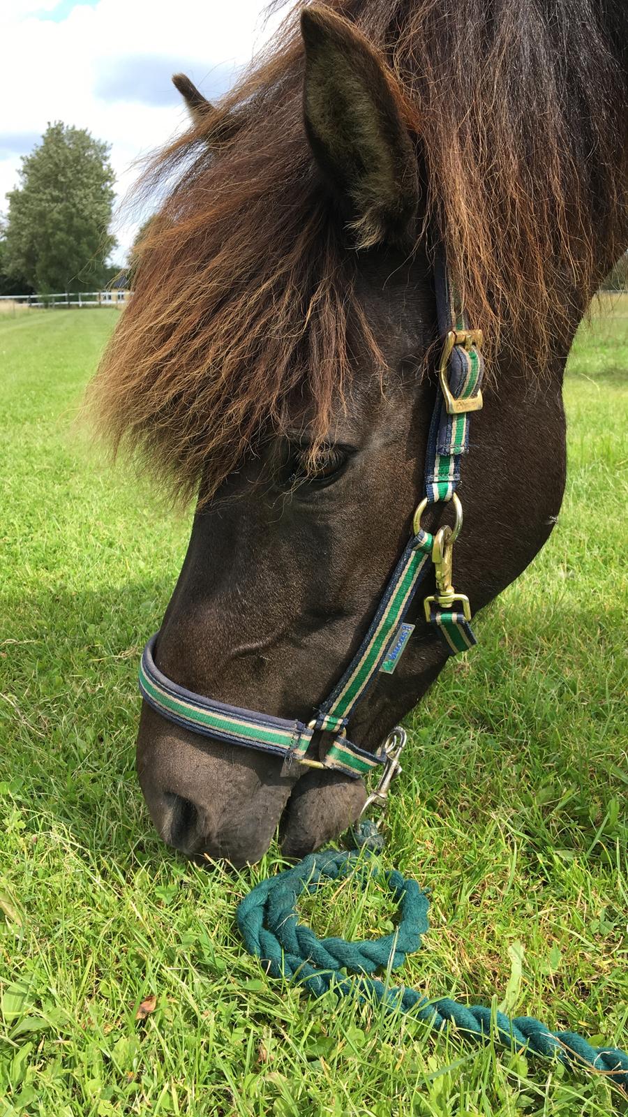 Islænder Katla fra Løvemosegård billede 17