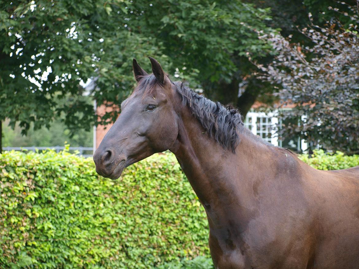 Dansk Varmblod Tranholms Santiago - 24. september 2017 billede 18