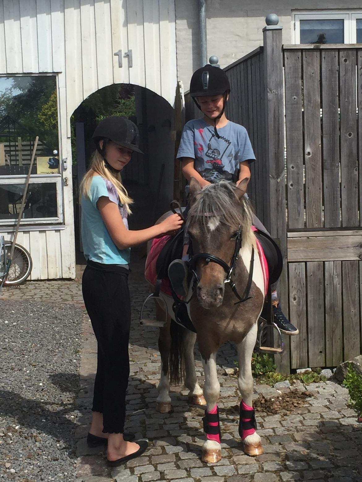 Anden særlig race Pixi billede 1