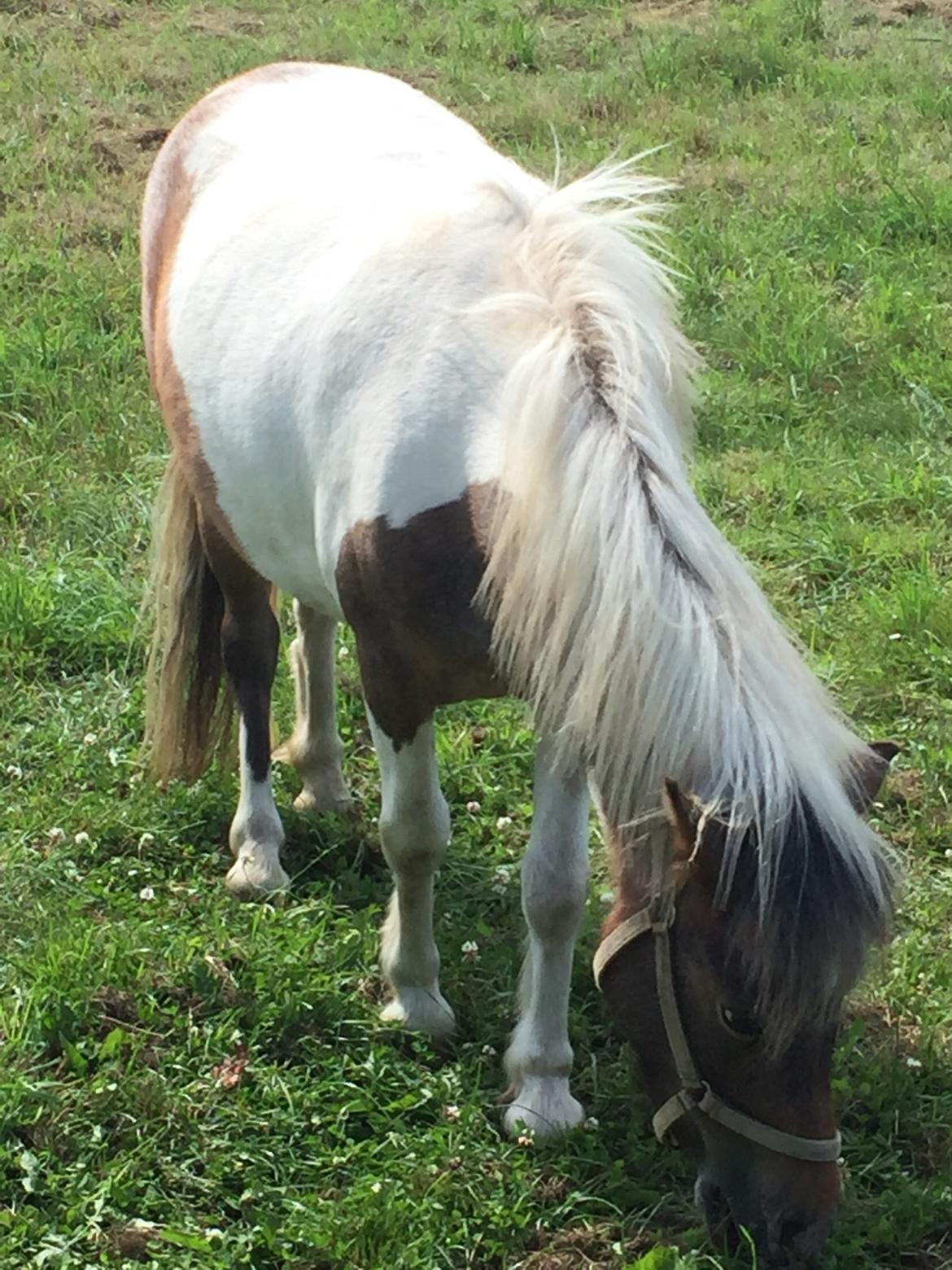 Anden særlig race Pixi billede 4