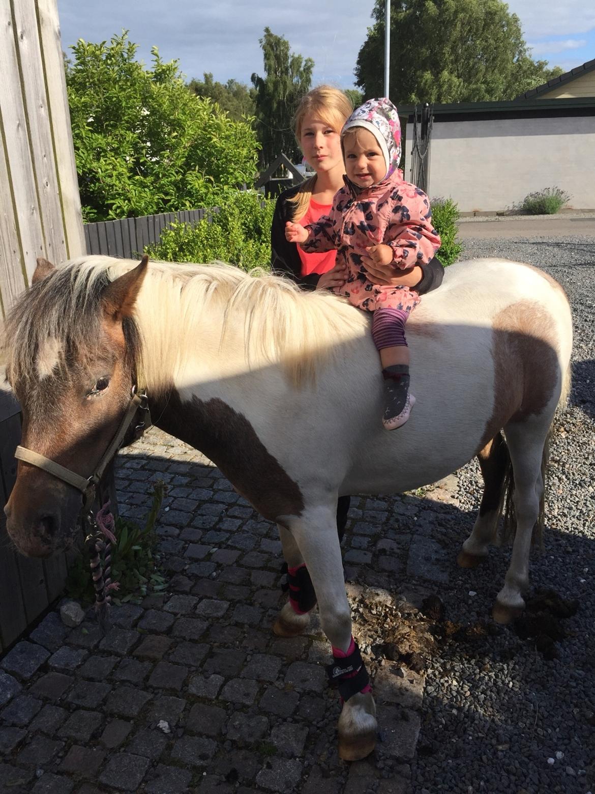 Anden særlig race Pixi billede 3