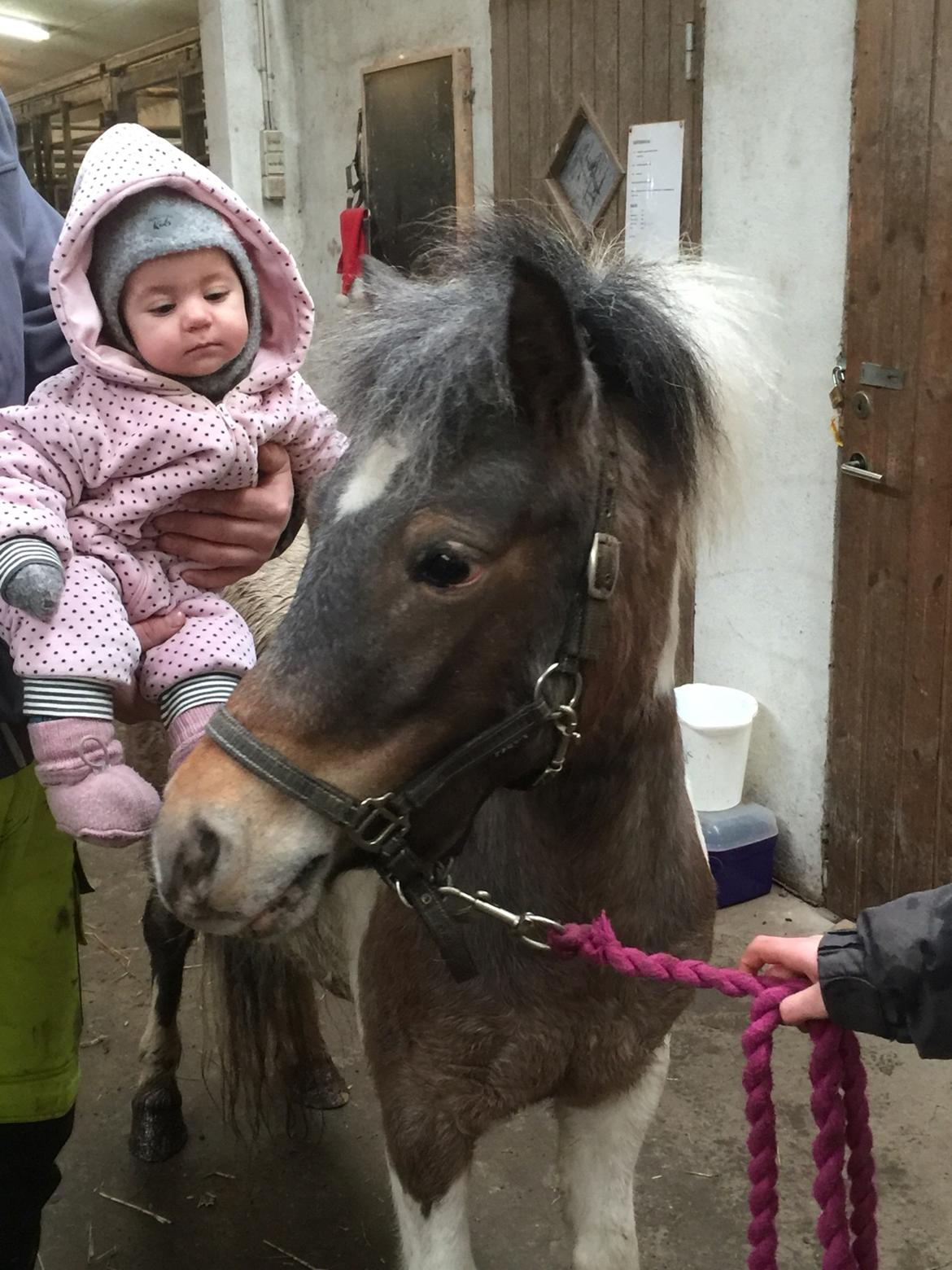 Anden særlig race Pixi billede 5