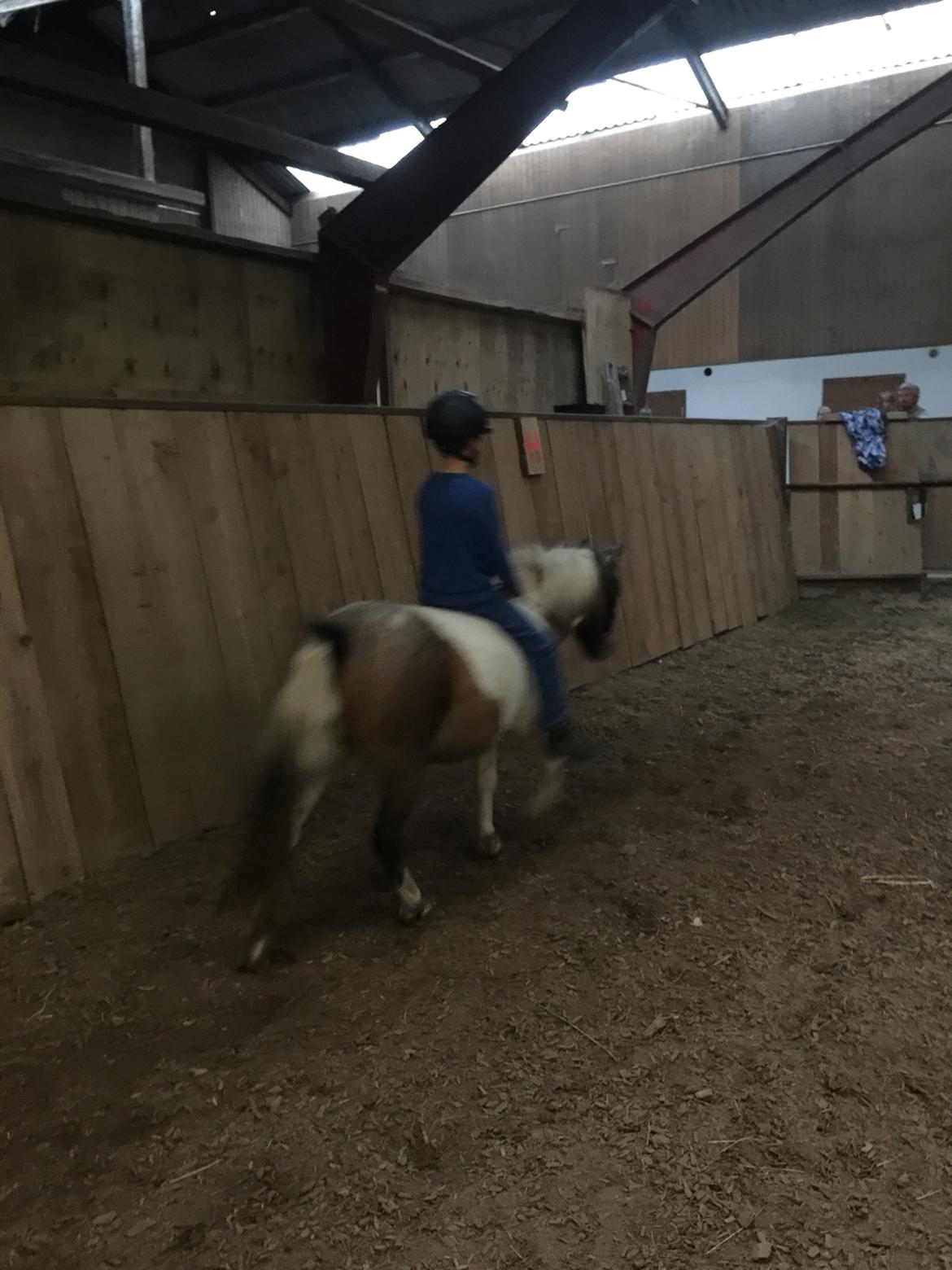 Anden særlig race Pixi billede 7