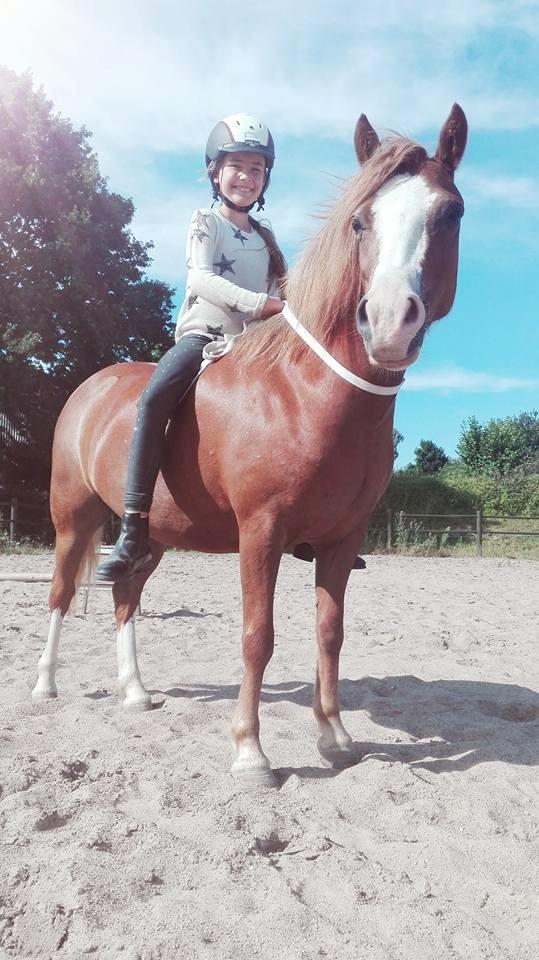 Welsh Mountain (sec A) Fakla Perle billede 1