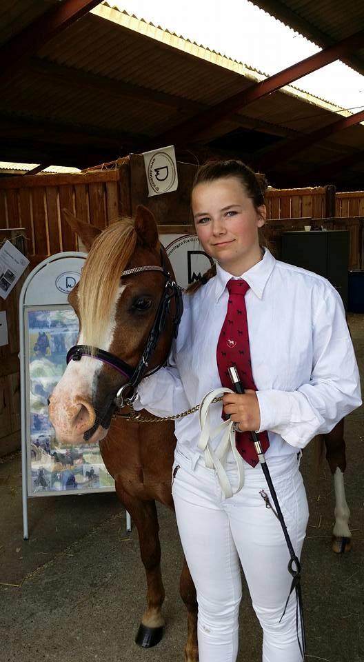 Welsh Mountain (sec A) Fakla Perle billede 2