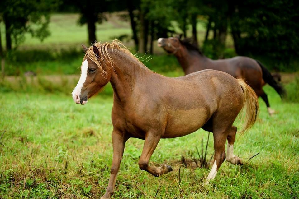 Welsh Mountain (sec A) Fakla Perle billede 3