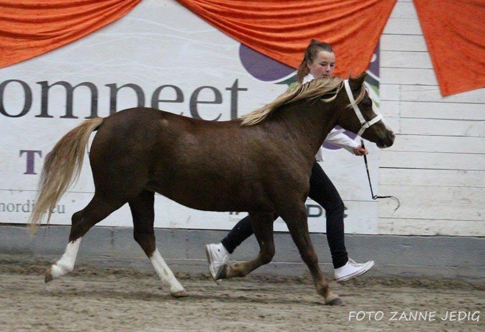 Welsh Mountain (sec A) Fakla Perle billede 4