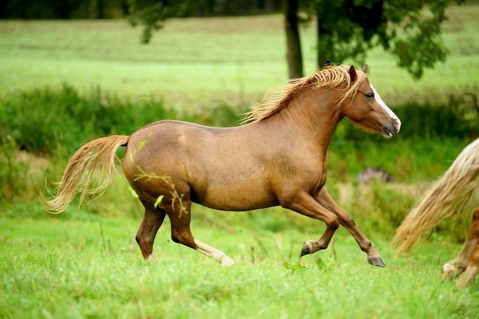 Welsh Mountain (sec A) Fakla Perle billede 5