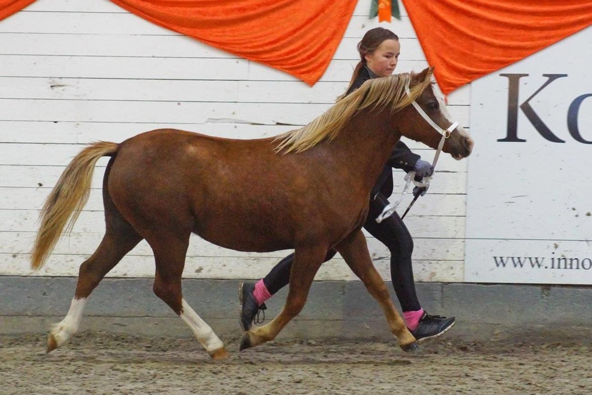 Welsh Mountain (sec A) Fakla Perle billede 6