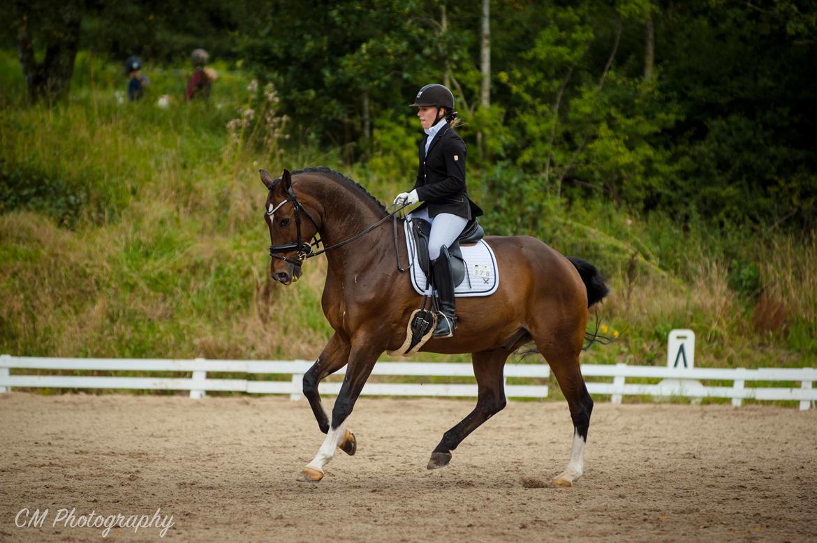 Dansk Varmblod Holmgårds le´mil billede 10