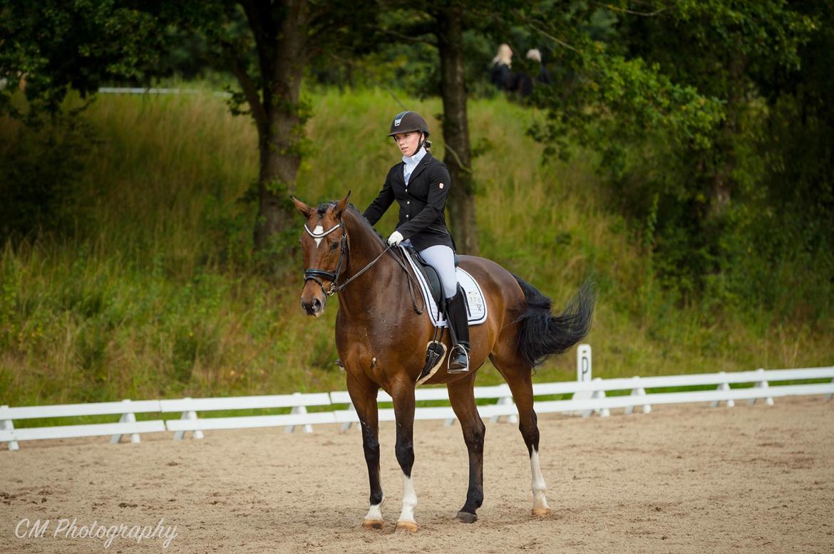 Dansk Varmblod Holmgårds le´mil billede 4