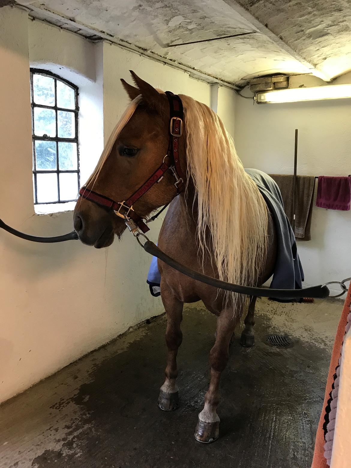 Haflinger Juliane à Rosendal - 2017  billede 9