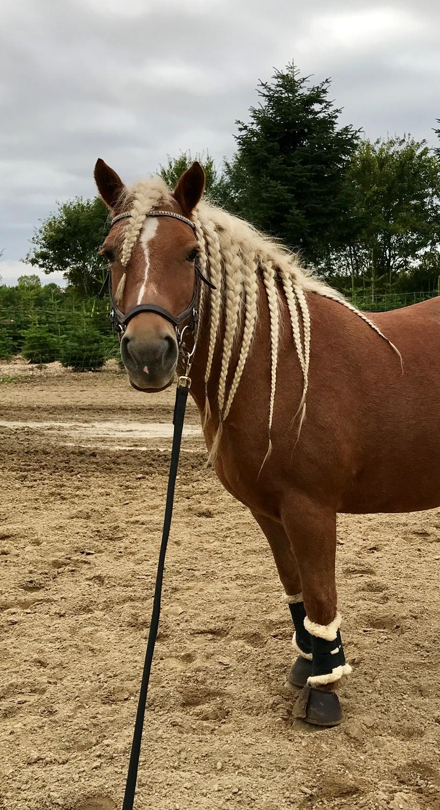 Haflinger Juliane à Rosendal - 2017 billede 10