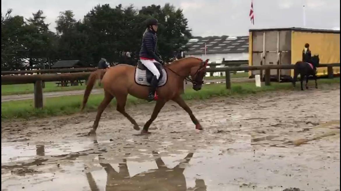 DSP Nørlunds Denver billede 5