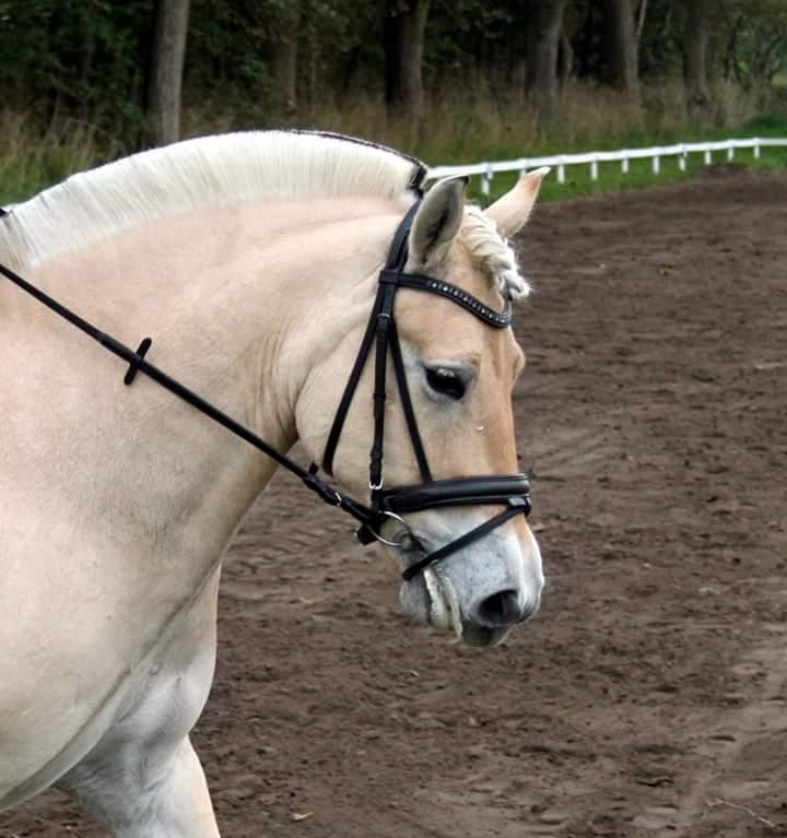 Fjordhest Højgaards Hjalte billede 2