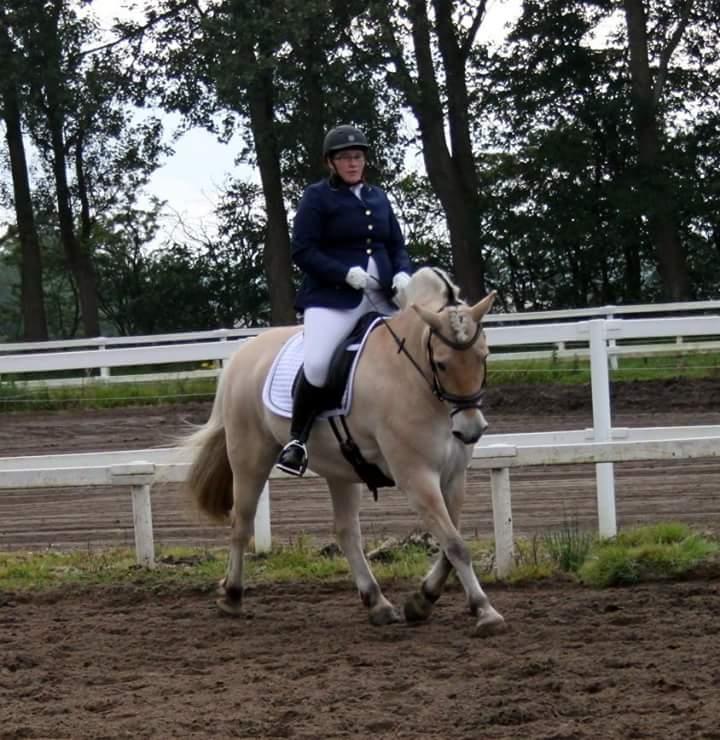 Fjordhest Højgaards Hjalte billede 20