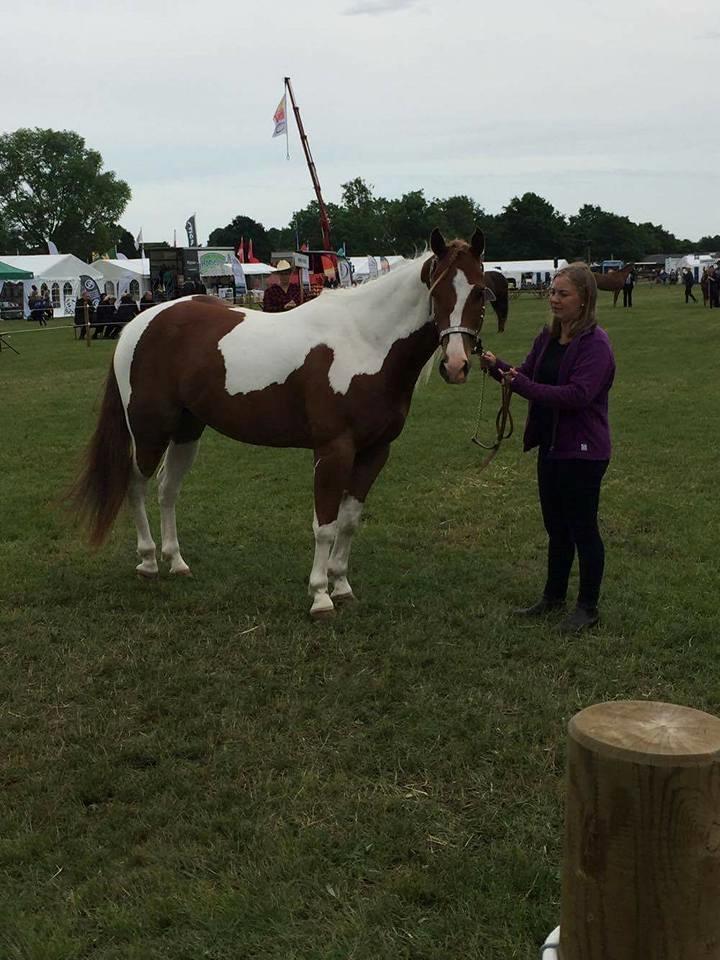 Paint Blue Leo San billede 3