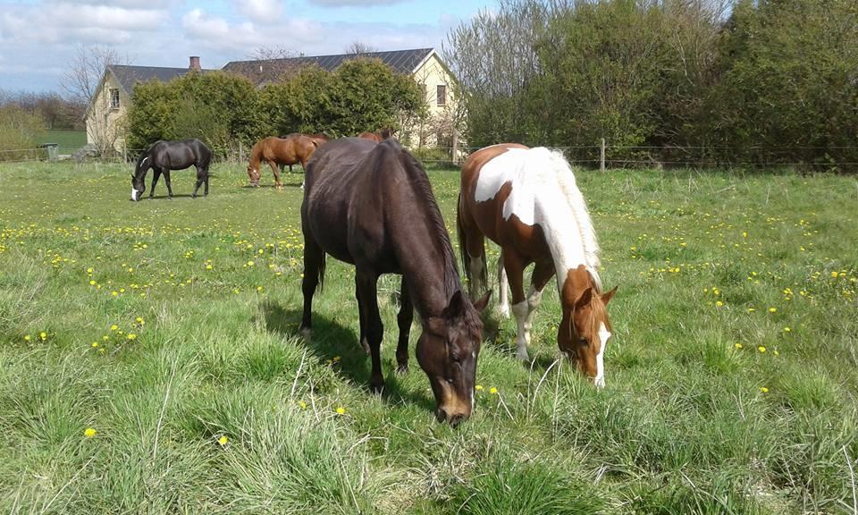 Paint Blue Leo San billede 4