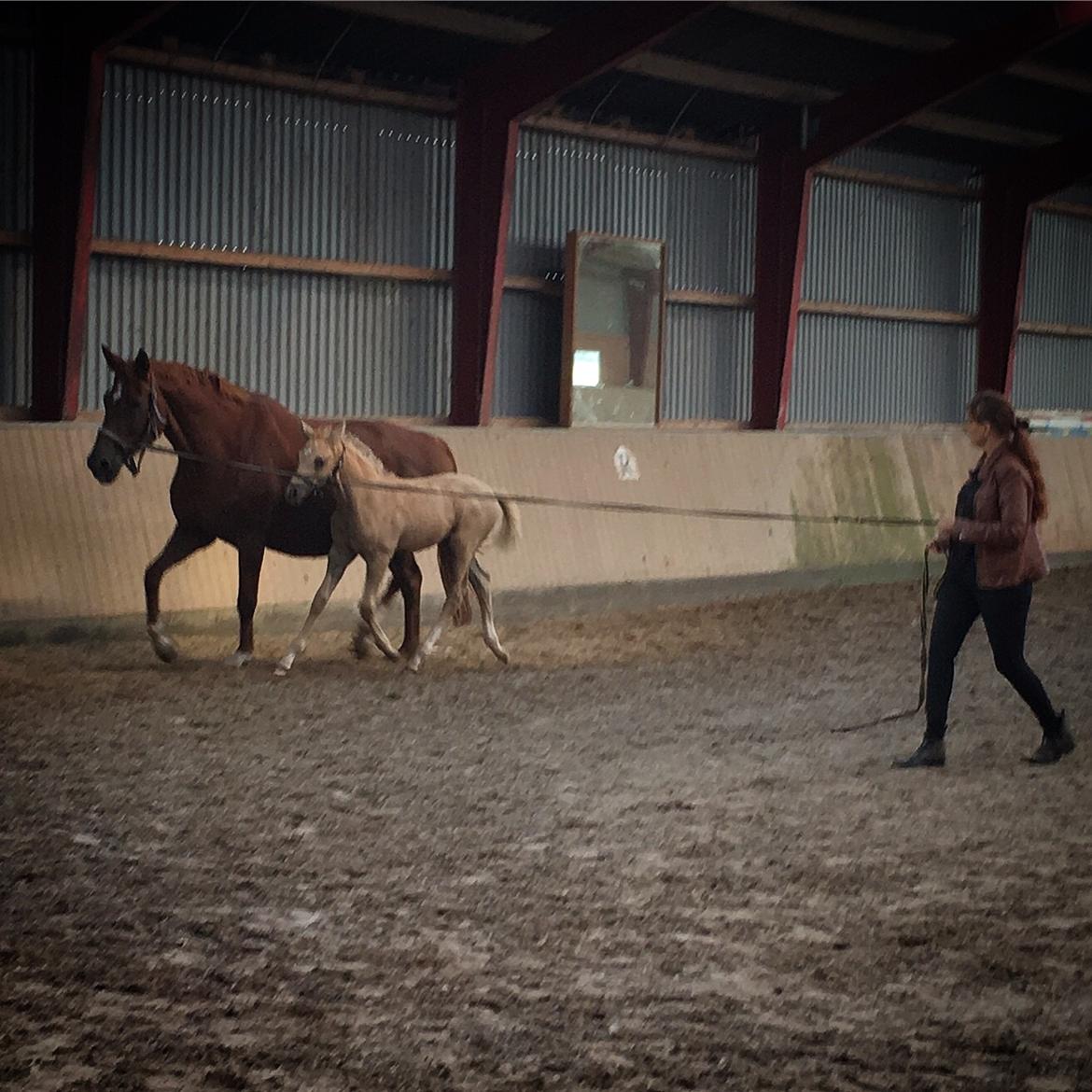 Palomino Hejndorfs Gilbert billede 6