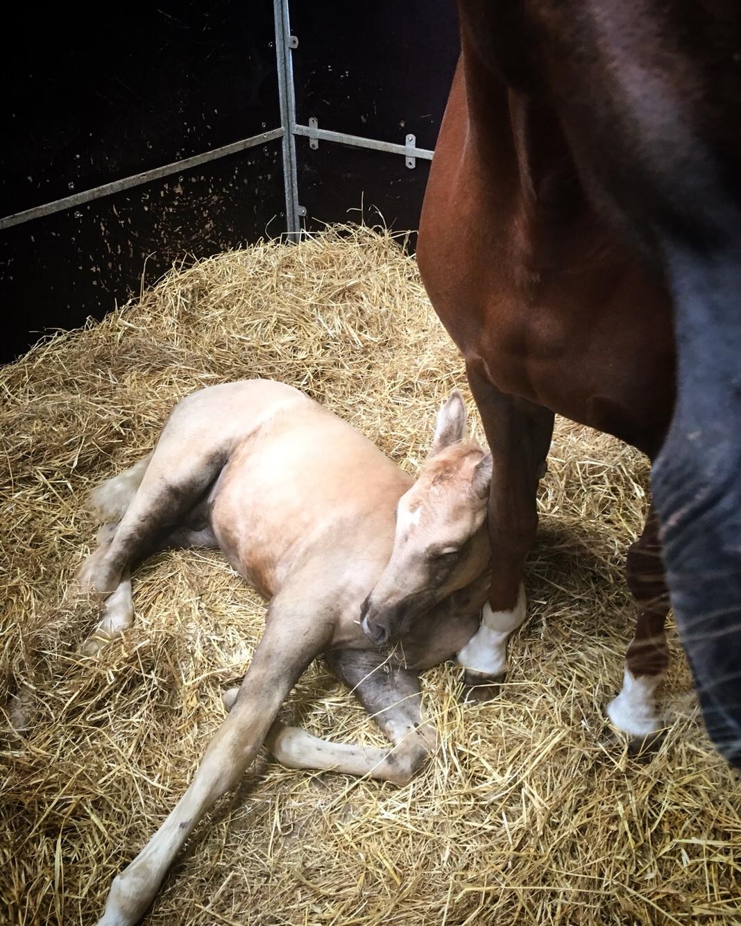 Palomino Hejndorfs Gilbert billede 13